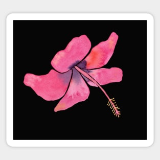 Pink Tropical Hibiscus Watercolor Illustration with a black background Sticker